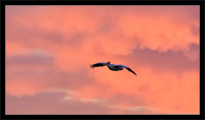 White Pelican & Sunset Clouds
