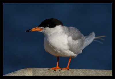 Forster's Tern