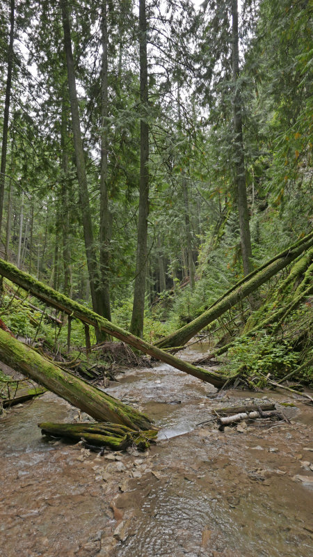 CrossTrees.jpg