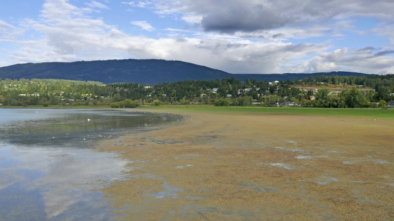 SalmonArmMarshes.jpg