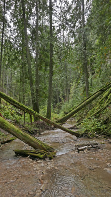 CrossTrees.jpg