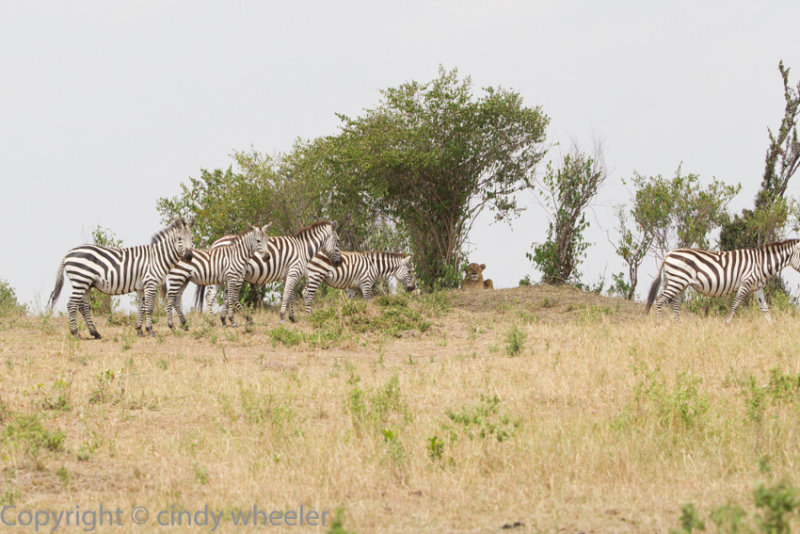 Zebras walking right past a lion without know hes there.