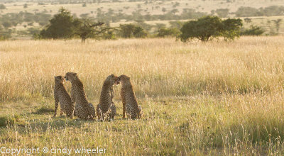 End of day with Mom and cubs.  Cleaning faces and checking the landscape.