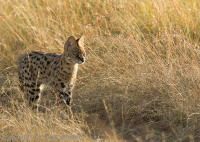 Hunting serval  _H1H7653.jpg