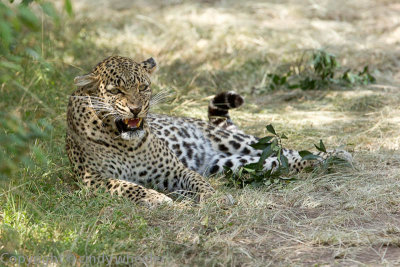 Olive, a not-happy leopard.   _H1H7684.jpg