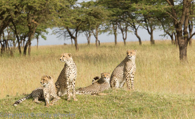 Cheetahs on the lawn.  _H1H7906.jpg