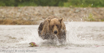 Salmon trying to escape brown bear