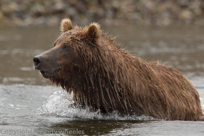 Brown Bear