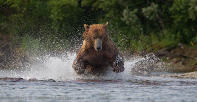 Brown bear fishing