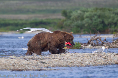 Brown bear with his catch of salmon