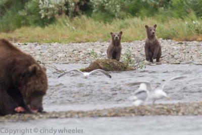 2013_alaska_bears