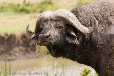 Cape Buffalo. What you looking at?