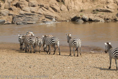 Zebras during the migration make a mini river crossing.