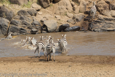 Crocodile!! Zebras crossing with a croc right there!