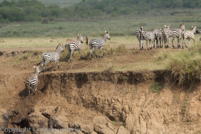 Zebras all survived the river crossing.