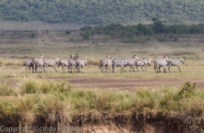 Zebras safely on the other side of the river.