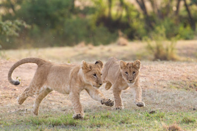 Lion cubs playing