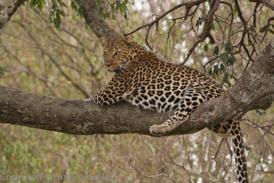 Different leopard napping in a tree