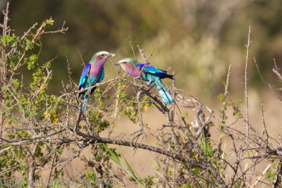 Lilac Breasted Roller offering food. She refused so he flew off and ate it himself