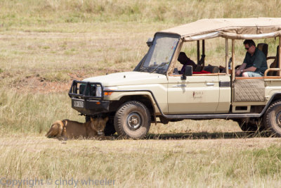 Lion resting in the shade of the vehicle while working her way towards some game