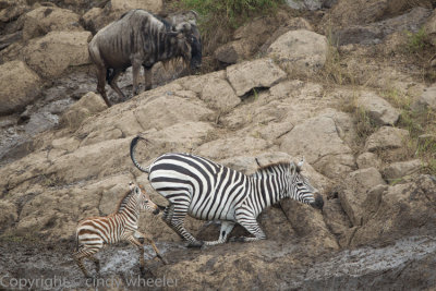 During a crossing, the rocks were so slick and all of the animals were falling down, especially this zebra.