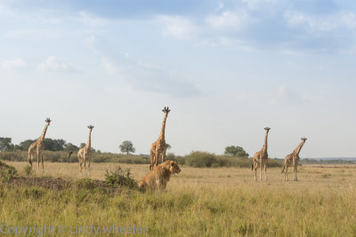 Giraffes intently watching a lion in their midst. There were quite a few young giraffes nearby.