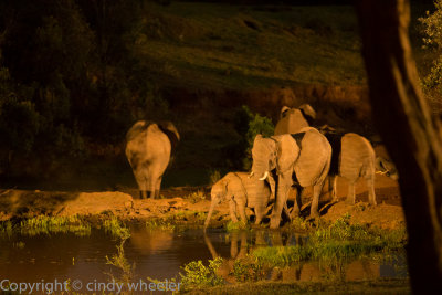 Playing with the camera - ISO 20,000, no tripod. I don't know why I didn't just move it on up to 52000