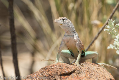 collared lizard (extreme crop :) ) but look at those fingers & toes!