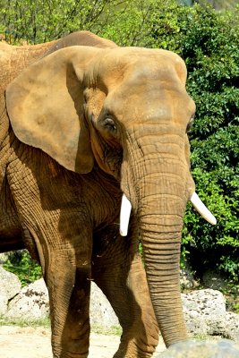 Elephant  (2)