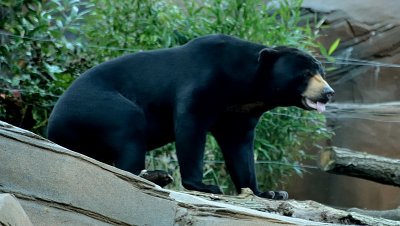 Sun Bear.