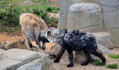 Hyena (2)