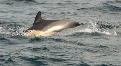 Common Dolphin 2