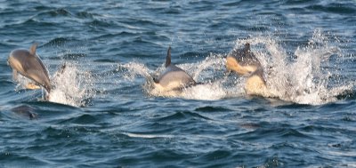 Cetaceans    ( Dolphins )