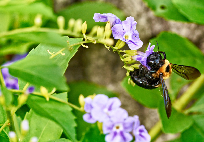 bumblebee on buddleja