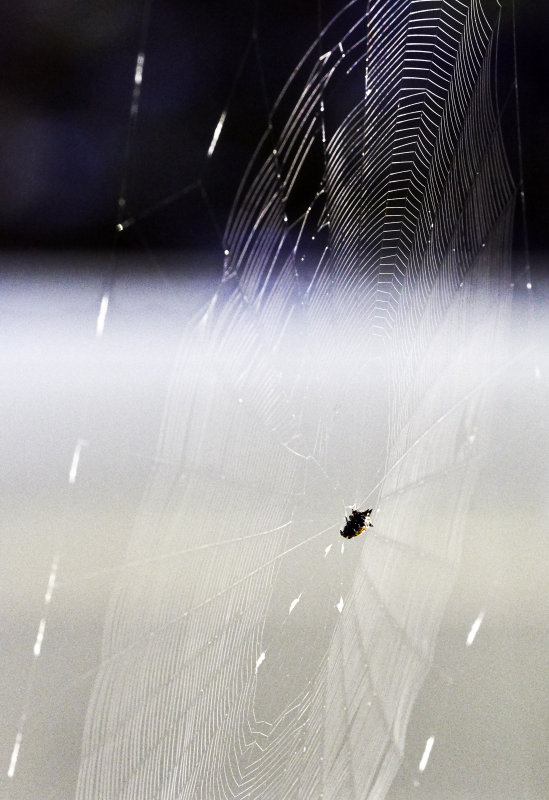 gaster orb weaver off front porch from behind