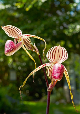 paph Lady Isabel duo