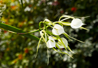 Brassavola nodosa 5