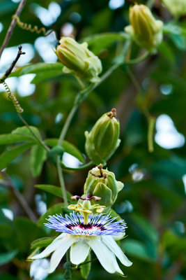 Passiflora caerulea developmental quintet