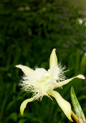 Rhyncholaelia digbyana 17