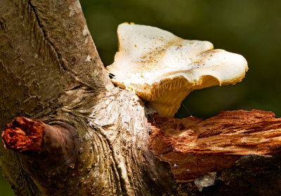 tree mushroom with maggot