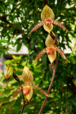 paph Vanguard 3.5 PC