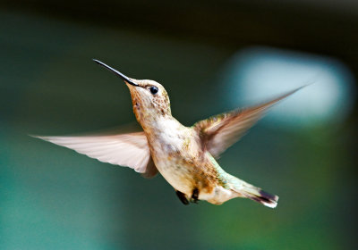hummingbird 98