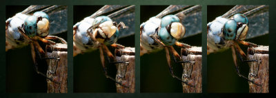 blue dasher dragonfly head quartet