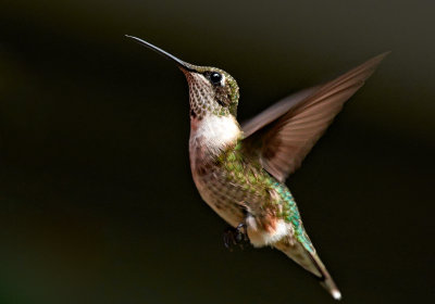 hummingbird 99