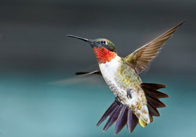 hummingbird 100