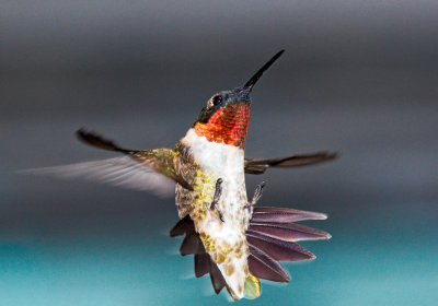 hummingbird 101