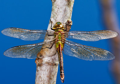 common green darner dragonfly on fig tree