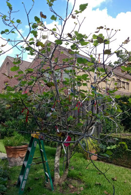 fig tree with CD reflectors