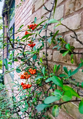 pyracantha front porch