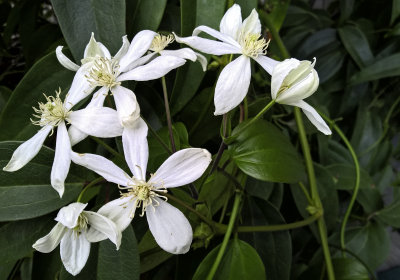 Clematis armandii Snowdrift brace upper porch